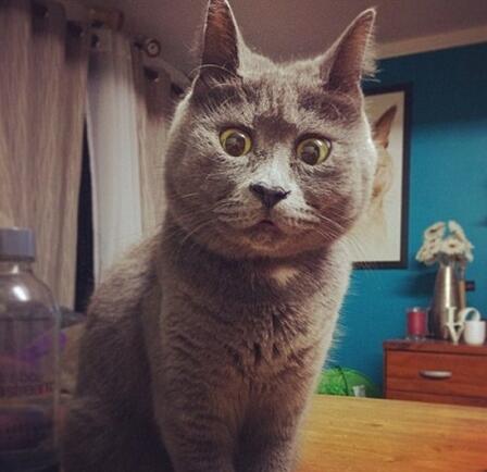 一只全方位无死角美颜的喵，和一只360度无死角的丑猫，对比伤害有多大——简直没眼看了