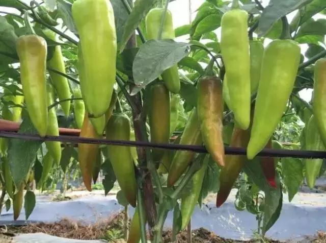 分析蔬菜行情有技巧，有些要看换茬，有些要看换地（附广州江南0725菜价）