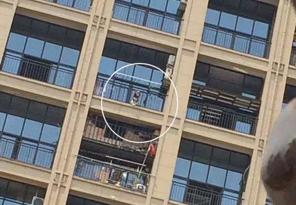 阿拉斯加犬阳台死亡,阿拉斯加犬中暑合肥后续