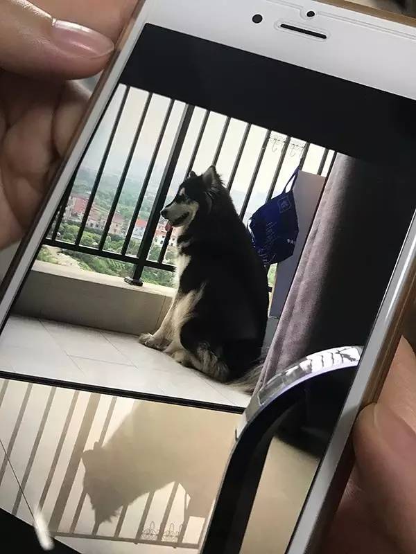 阿拉斯加犬阳台死亡,阿拉斯加犬中暑合肥后续