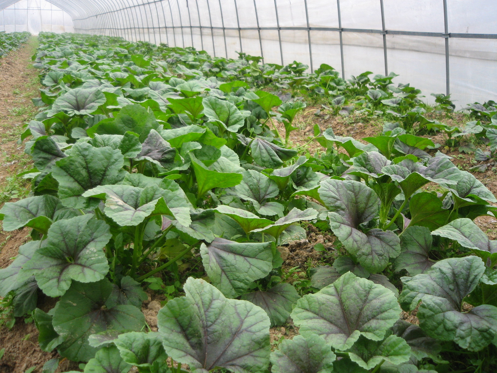 农村常见的中草药功效解说,常见中草药的功效与作用