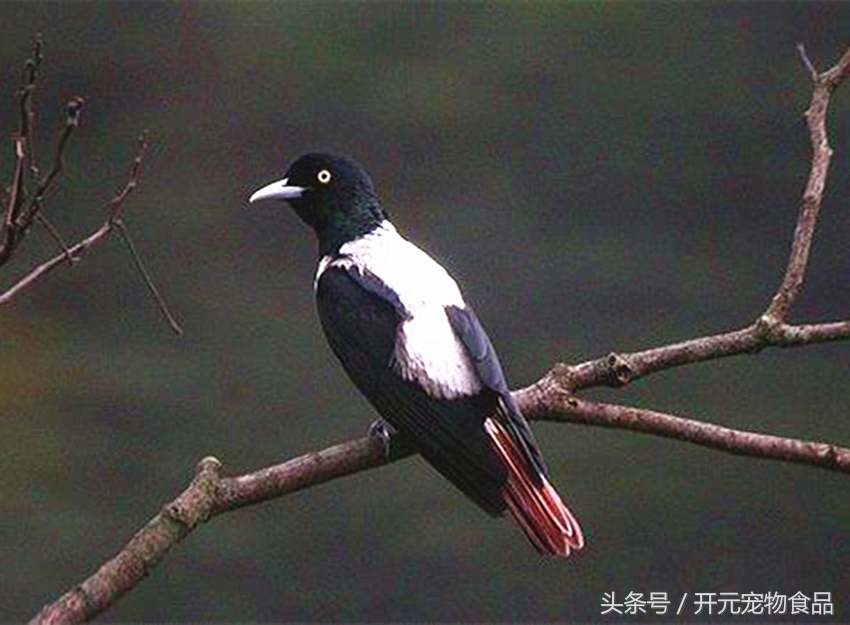 请不要在叫我喜鹊,我是四喜鸟