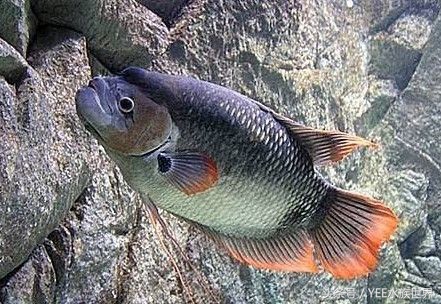 招财鱼不吃食是什么原因,招财鱼真的能招财吗