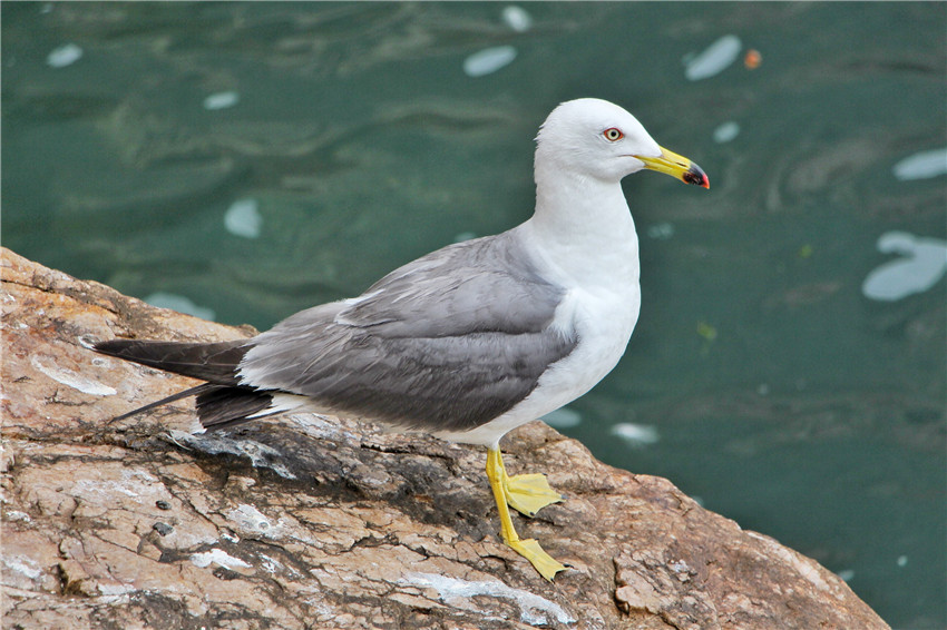 荣成海驴岛一年四季都有海鸥吗,国外海岛看海鸥