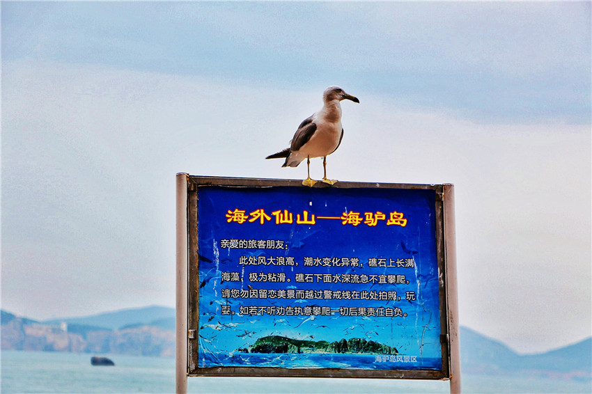 荣成海驴岛一年四季都有海鸥吗,国外海岛看海鸥