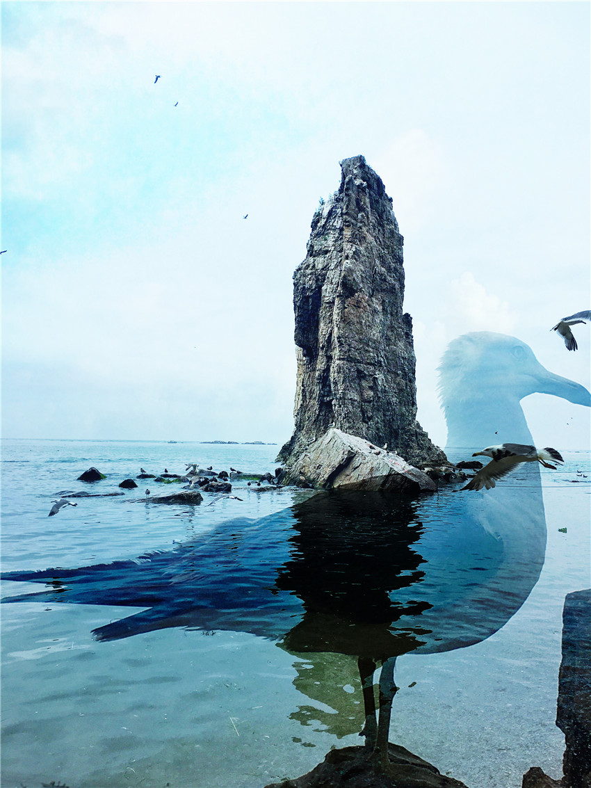 荣成海驴岛一年四季都有海鸥吗,国外海岛看海鸥