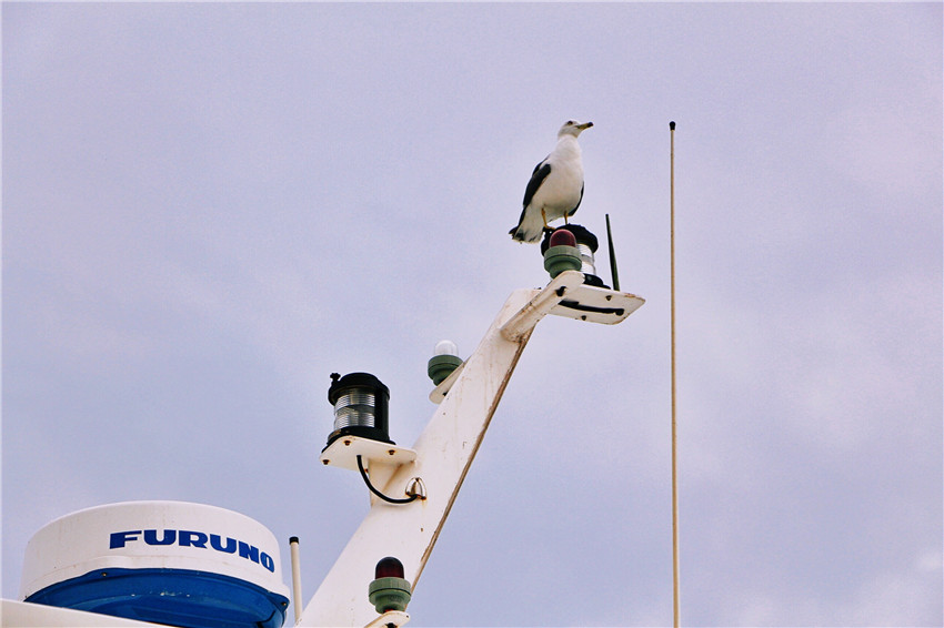 荣成海驴岛一年四季都有海鸥吗,国外海岛看海鸥