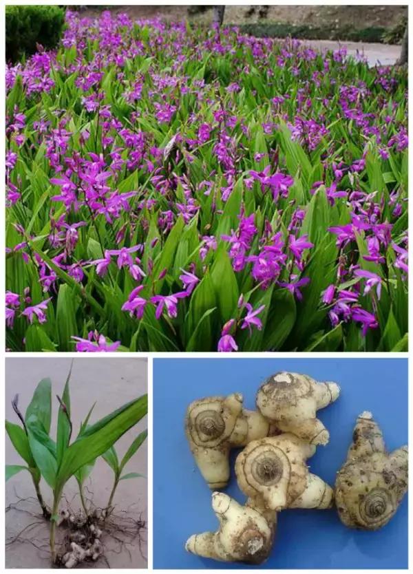 白芨在郑州地区可以种植吗,中药白芨的种植前景