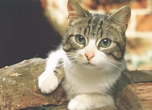 热射病死亡率为什么那么高,热射病是什么