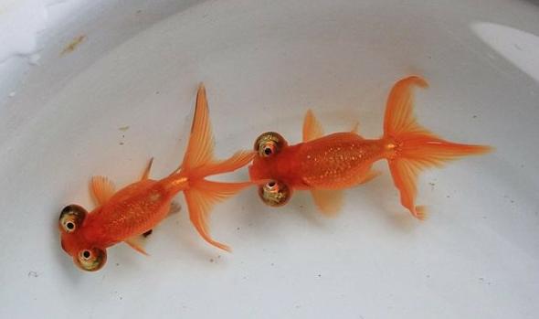 中国人工养殖的鱼都有什么,中国适合养殖的原生鱼