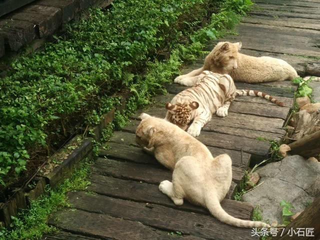 长隆野生动物园在哪,长隆野生动物园表演