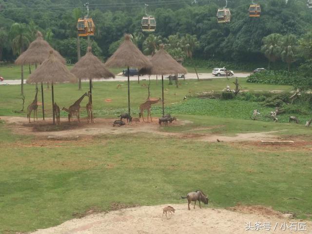 长隆野生动物园在哪,长隆野生动物园表演