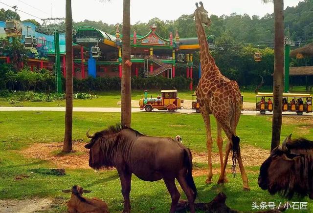长隆野生动物园在哪,长隆野生动物园表演