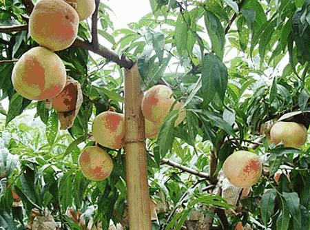 不是天生黑的被晒黑的怎么变白,不是天生黄皮怎样美白