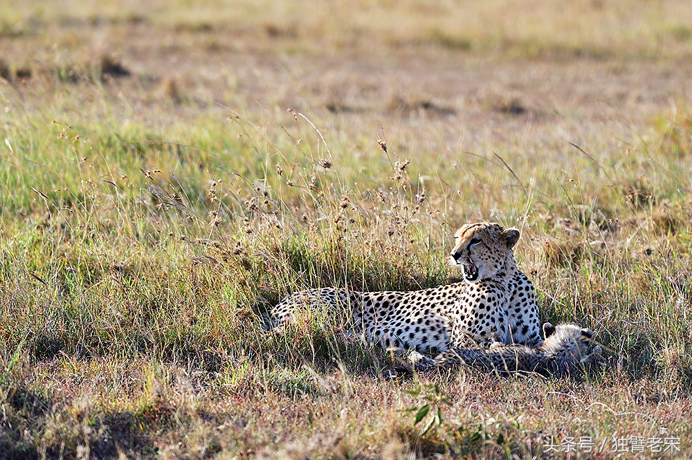 非洲马赛人有多厉害狮子都被吓跑,马赛人手拿一支长矛单挑一头狮子