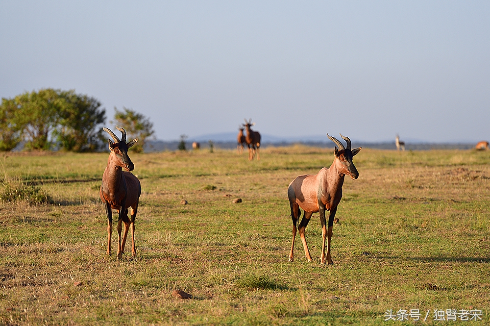 非洲马赛人有多厉害狮子都被吓跑,马赛人手拿一支长矛单挑一头狮子