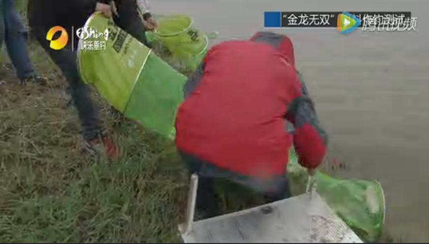 金龙经典饵料,媲美商品饵的鱼饵