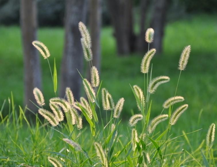 农村常见的中草药功效解说,常见中草药的功效与作用