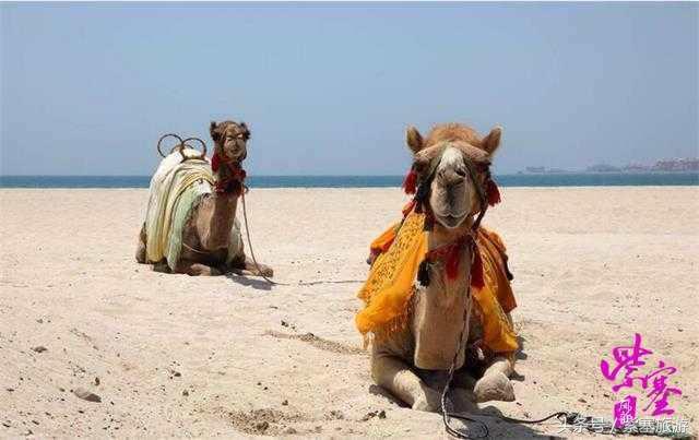 农家院采摘联盟(紫塞)乡村游攻略十六:唐山乐亭老船家农家院