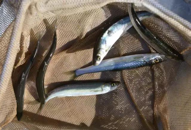 各种海鲜河鲜,河鲜海鲜推荐