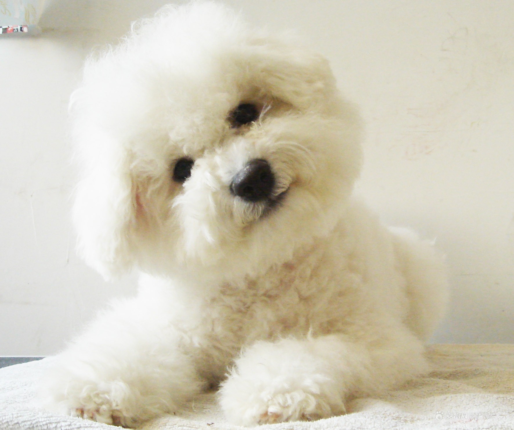 还狗清白！隔壁家母狗肚子里的不是我家的！