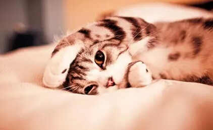 一只全方位无死角美颜的喵，和一只360度无死角的丑猫，对比伤害有多大——简直没眼看了