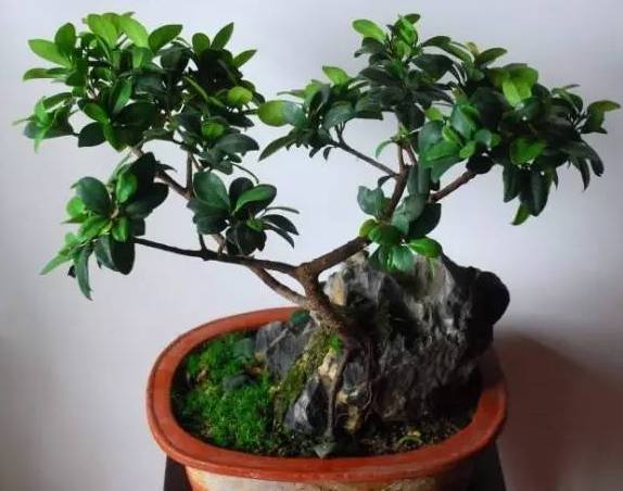 榕树盆景最好的养殖方法,榕树盆景大全及养殖方法