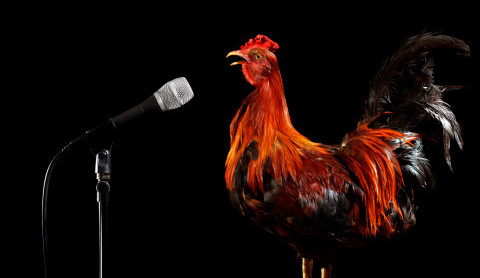 打鸡血有没有效果,打鸡血的真相是什么