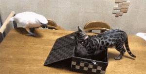 网购时商家送了个小面膜,没想这么小,给猫试了下,这~