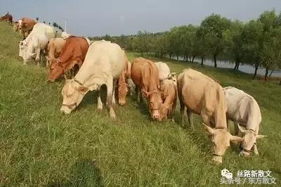 牛儿在山下吃草,牛儿在山头吃草