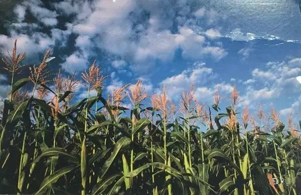 美国美景明信片,关于各个国家风景的明信片