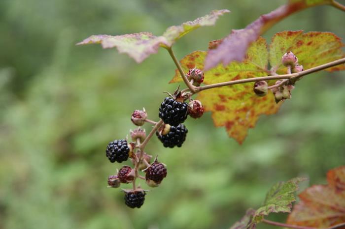 农村常见的中草药功效解说,常见中草药的功效与作用