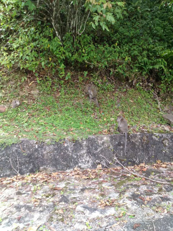 想走就走的旅行兰卡威六日游,兰卡威3天2晚的自由行攻略