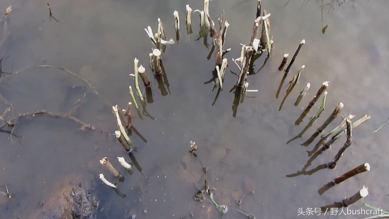 两种有效的野外捕鱼陷阱，抓不到鱼小编嫁给你！