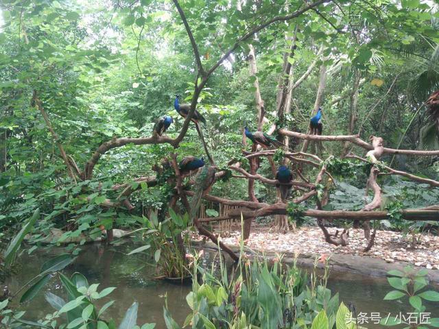 长隆野生动物园在哪,长隆野生动物园表演