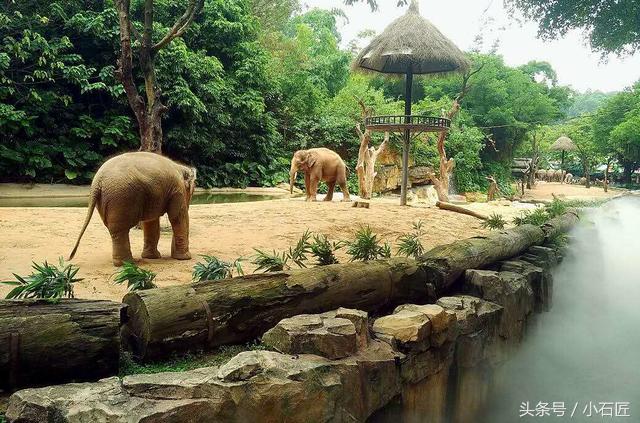 长隆野生动物园在哪,长隆野生动物园表演
