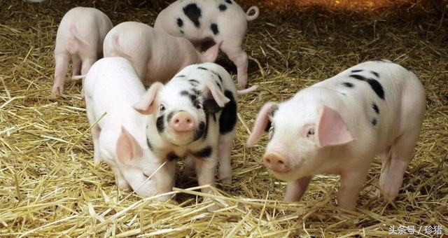 猪病临床治疗的一般方法,猪病大全及治疗猪肺部病变方案