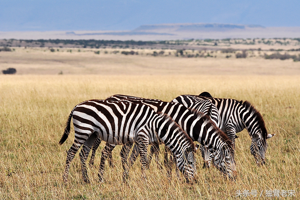非洲马赛人有多厉害狮子都被吓跑,马赛人手拿一支长矛单挑一头狮子