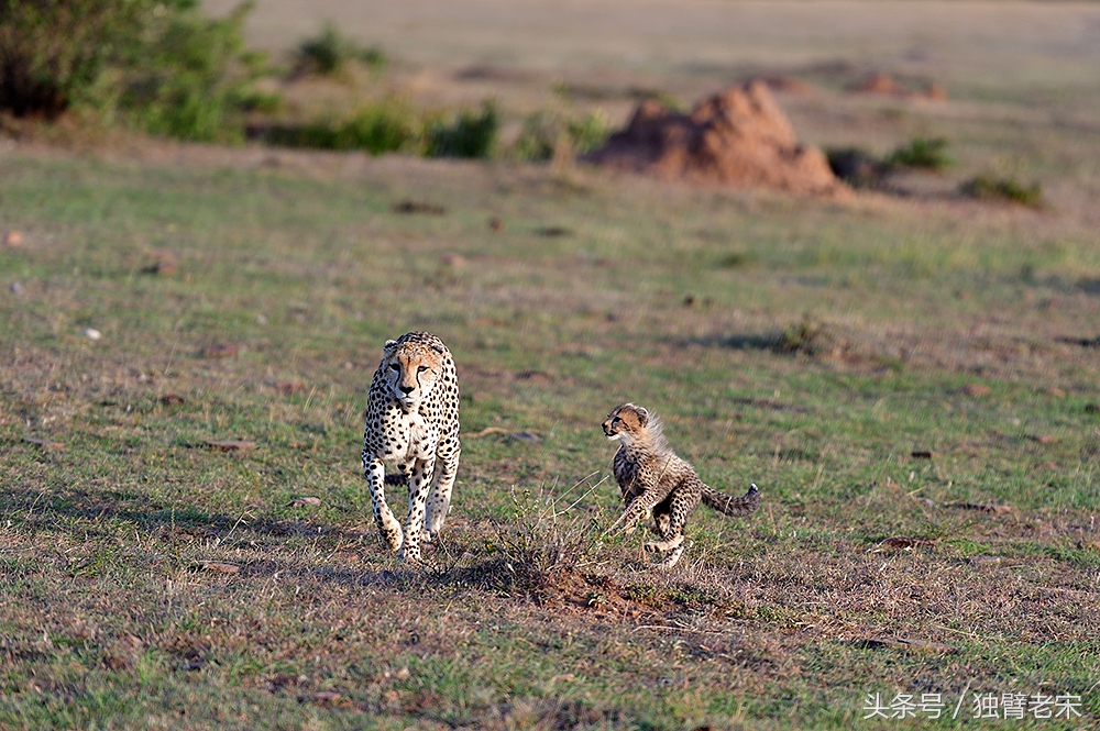 非洲马赛人有多厉害狮子都被吓跑,马赛人手拿一支长矛单挑一头狮子
