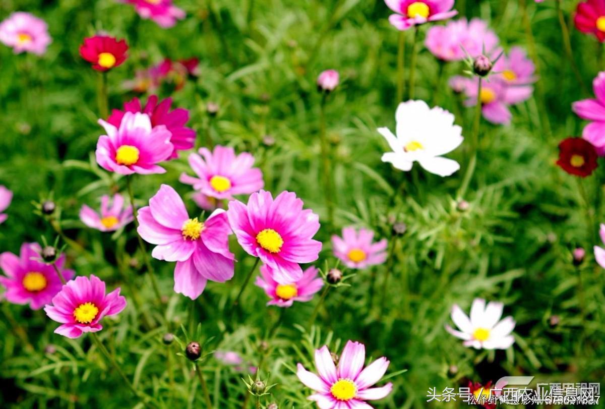 暑假去哪里旅游好进广西,暑假去哪里玩好玩又便宜广西