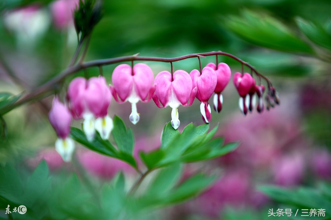 王维描写山水田园派的诗句,王维的山水田园诗摘抄