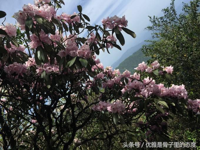 梵净山奇幻之旅,梵净山最美一日游
