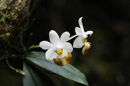 女子顺走天价花,女子顺走50万彩礼