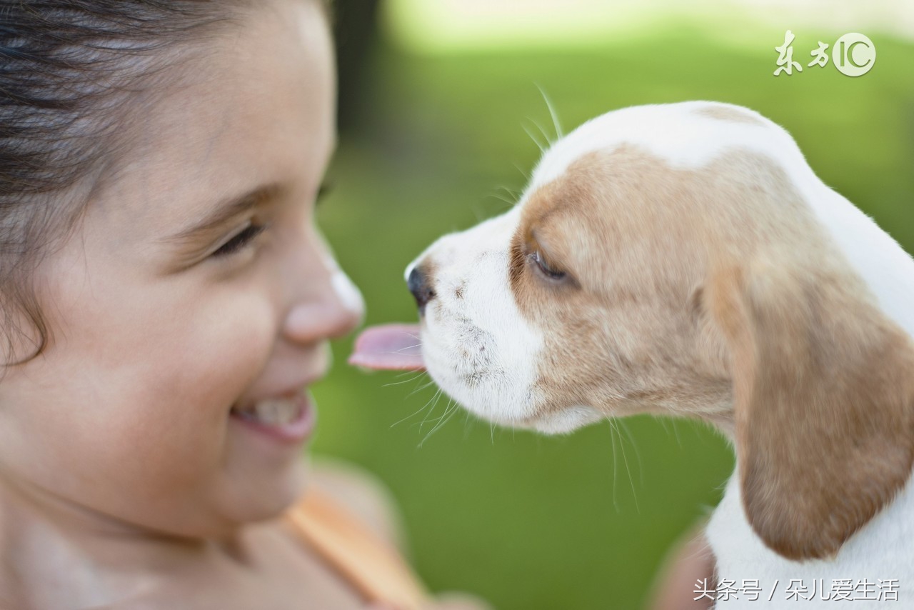 你的狗狗知道你喜欢什么吗,狗狗舔你的原因你不一定知道