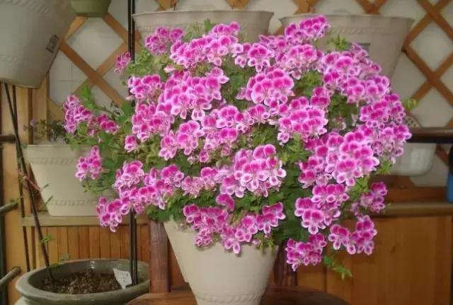 驱蚊草天竺葵怎么养殖,驱蚊草香叶天竺葵对猫咪有害吗