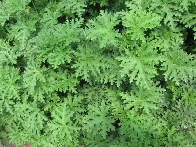 驱蚊草天竺葵怎么养殖,驱蚊草香叶天竺葵对猫咪有害吗