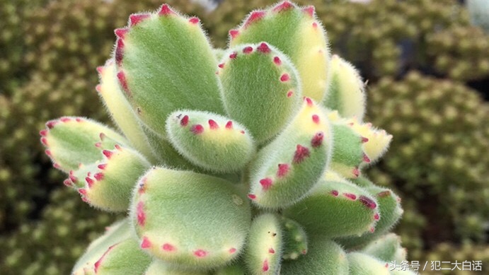 解密!识破药锦!如此简单!犯二多肉养成计划第十篇!