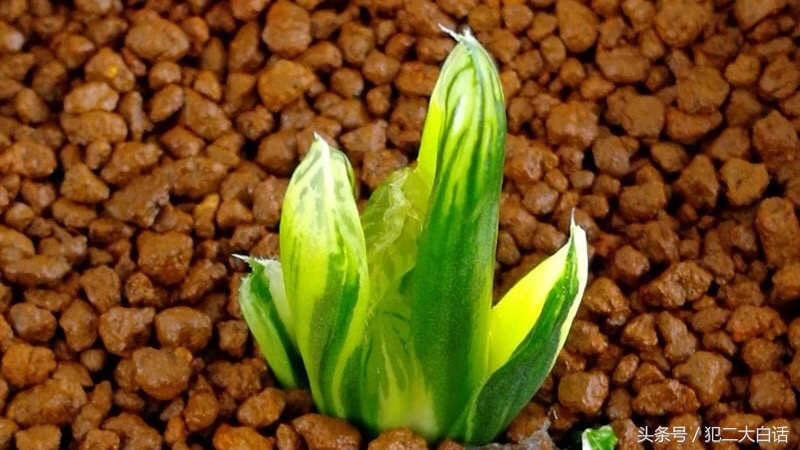 解密!识破药锦!如此简单!犯二多肉养成计划第十篇!