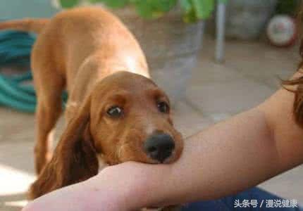 怎么判断人打了狂犬病疫苗有效了,为啥打了狂犬疫苗能预防狂犬病