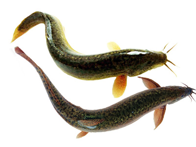 水生生物有哪些简单常见,水生常见生物